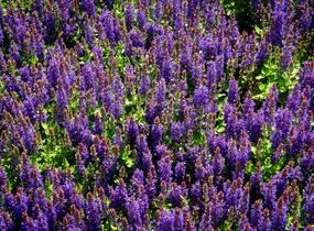 Šalvěj hajní 'Rianne' - Salvia nemorosa 'Rianne'