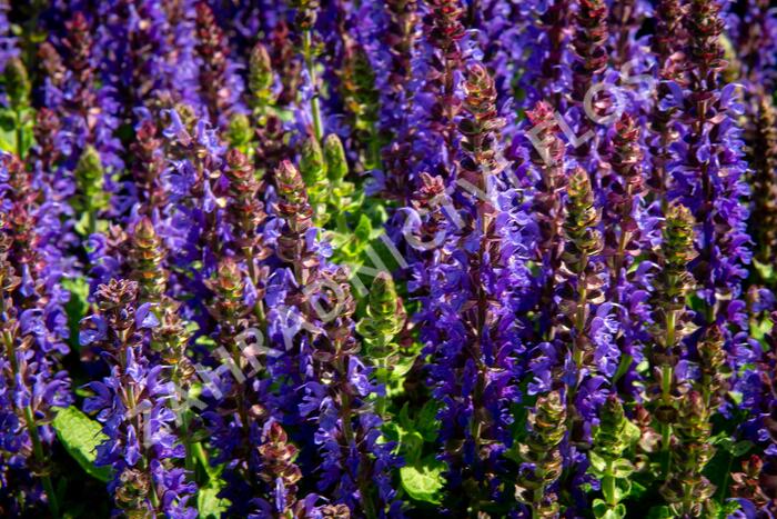 Šalvěj hajní 'Rianne' - Salvia nemorosa 'Rianne'