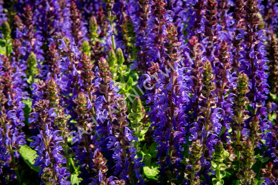 Šalvěj hajní 'Rianne' - Salvia nemorosa 'Rianne'