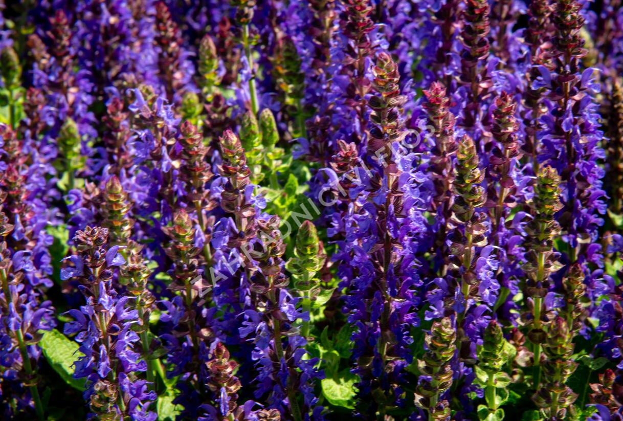 Šalvěj hajní 'Rianne' - Salvia nemorosa 'Rianne'