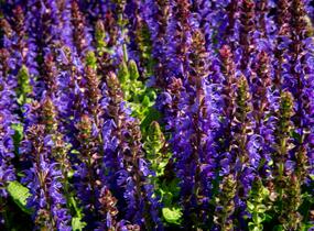 Šalvěj hajní 'Rianne' - Salvia nemorosa 'Rianne'