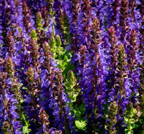 Šalvěj hajní 'Rianne' - Salvia nemorosa 'Rianne'