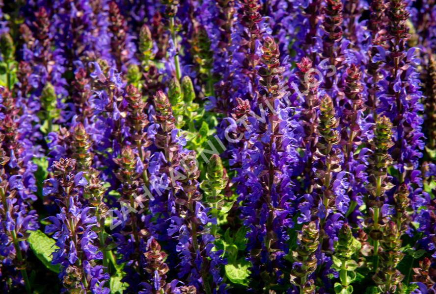 Šalvěj hajní 'Rianne' - Salvia nemorosa 'Rianne'