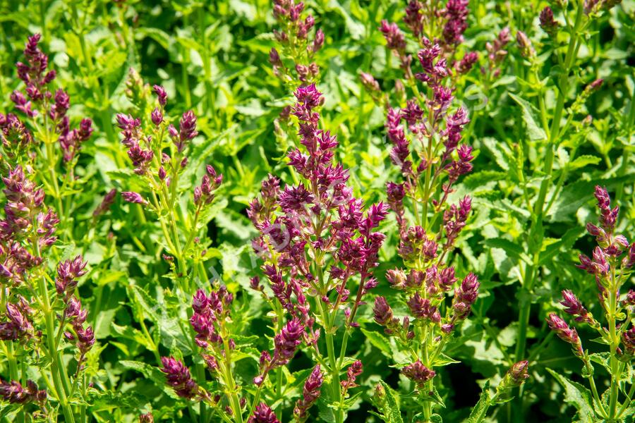 Šalvěj hajní 'Schwellenburg' - Salvia nemorosa 'Schwellenburg'