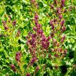 Šalvěj hajní 'Schwellenburg' - Salvia nemorosa 'Schwellenburg'