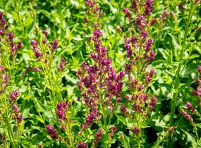 Šalvěj hajní 'Schwellenburg' - Salvia nemorosa 'Schwellenburg'
