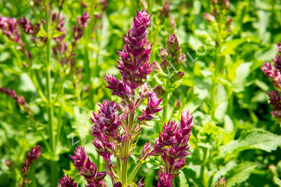 Šalvěj hajní 'Schwellenburg' - Salvia nemorosa 'Schwellenburg'