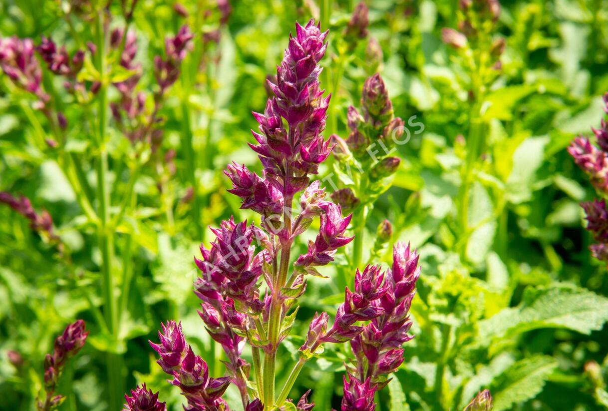 Šalvěj hajní 'Schwellenburg' - Salvia nemorosa 'Schwellenburg'
