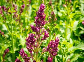 Šalvěj hajní 'Schwellenburg' - Salvia nemorosa 'Schwellenburg'