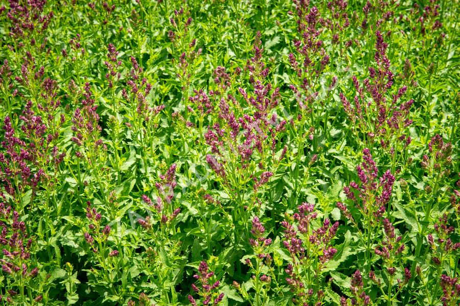Šalvěj hajní 'Schwellenburg' - Salvia nemorosa 'Schwellenburg'
