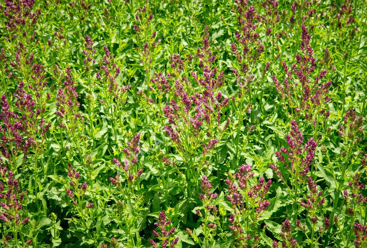 Šalvěj hajní 'Schwellenburg' - Salvia nemorosa 'Schwellenburg'