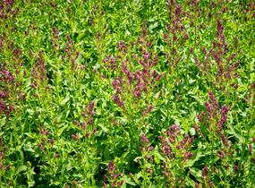 Šalvěj hajní 'Schwellenburg' - Salvia nemorosa 'Schwellenburg'