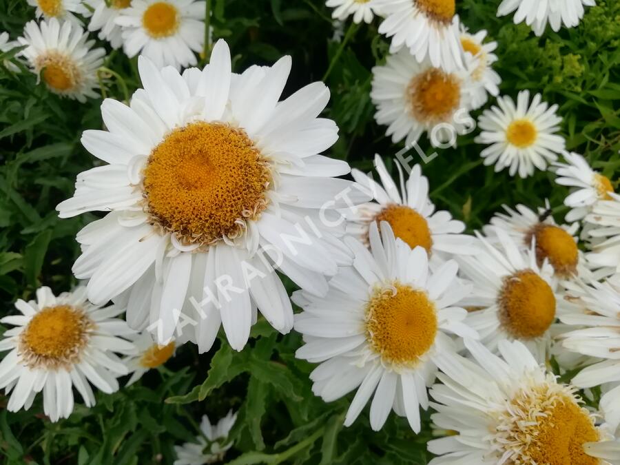 Kopretina největší 'Real Glory' - Leucanthemum maximum 'Real Glory'