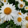 Kopretina největší 'Real Glory' - Leucanthemum maximum 'Real Glory'