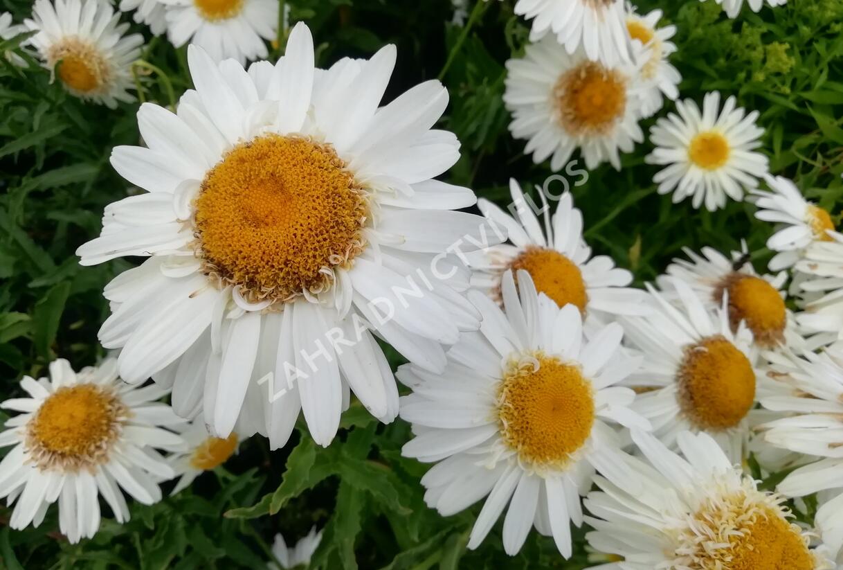 Kopretina největší 'Real Glory' - Leucanthemum maximum 'Real Glory'