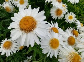 Kopretina největší 'Real Glory' - Leucanthemum maximum 'Real Glory'