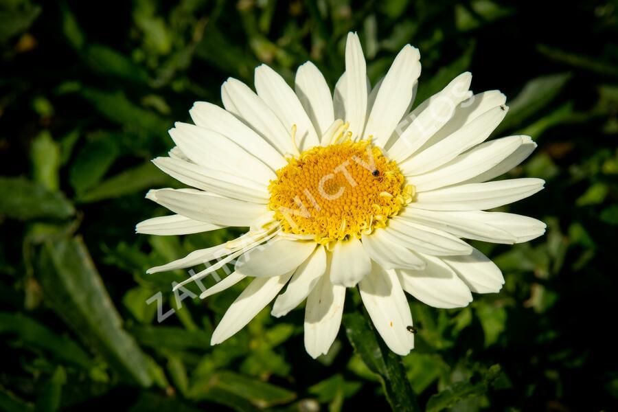 Kopretina největší 'Real Glory' - Leucanthemum maximum 'Real Glory'