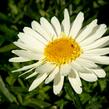 Kopretina největší 'Real Glory' - Leucanthemum maximum 'Real Glory'