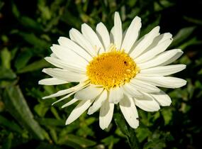 Kopretina největší 'Real Glory' - Leucanthemum maximum 'Real Glory'