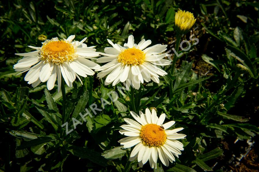 Kopretina největší 'Real Glory' - Leucanthemum maximum 'Real Glory'