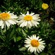 Kopretina největší 'Real Glory' - Leucanthemum maximum 'Real Glory'