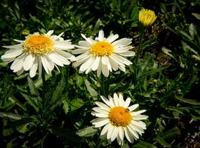 Kopretina největší 'Real Glory' - Leucanthemum maximum 'Real Glory'