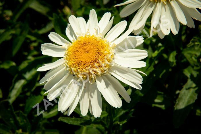 Kopretina největší 'Real Glory' - Leucanthemum maximum 'Real Glory'