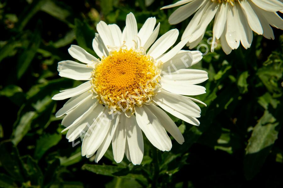 Kopretina největší 'Real Glory' - Leucanthemum maximum 'Real Glory'