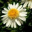 Kopretina největší 'Real Glory' - Leucanthemum maximum 'Real Glory'