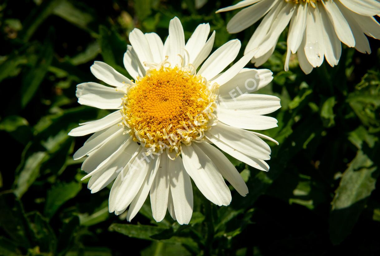 Kopretina největší 'Real Glory' - Leucanthemum maximum 'Real Glory'