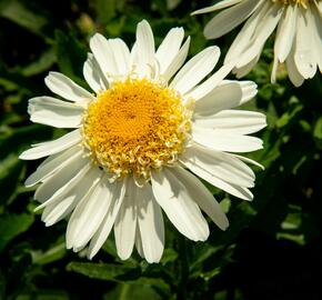 Kopretina největší 'Real Glory' - Leucanthemum maximum 'Real Glory'