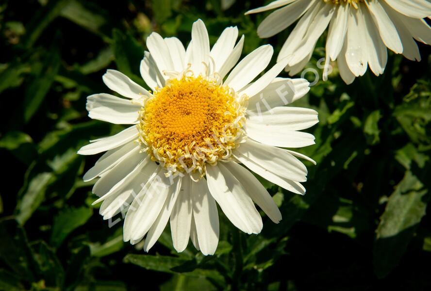 Kopretina největší 'Real Glory' - Leucanthemum maximum 'Real Glory'