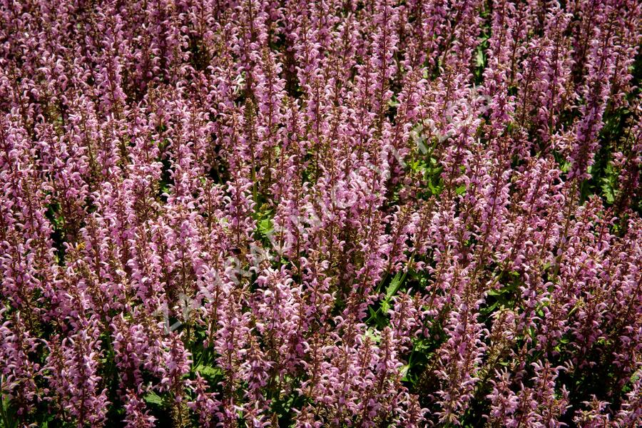 Šalvěj 'Feathers Flamingo' - Salvia 'Feathers Flamingo'