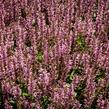 Šalvěj 'Feathers Flamingo' - Salvia 'Feathers Flamingo'