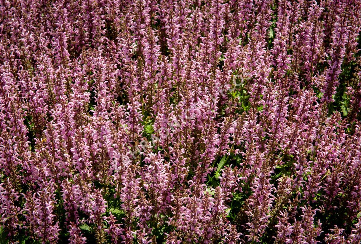 Šalvěj hajní 'Feathers Flamingo' - Salvia nemorosa 'Feathers Flamingo'