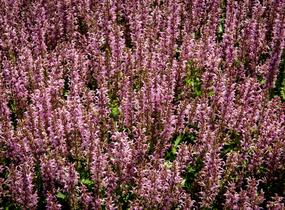 Šalvěj hajní 'Feathers Flamingo' - Salvia nemorosa 'Feathers Flamingo'