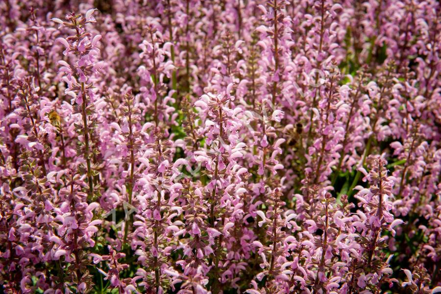 Šalvěj 'Feathers Flamingo' - Salvia 'Feathers Flamingo'