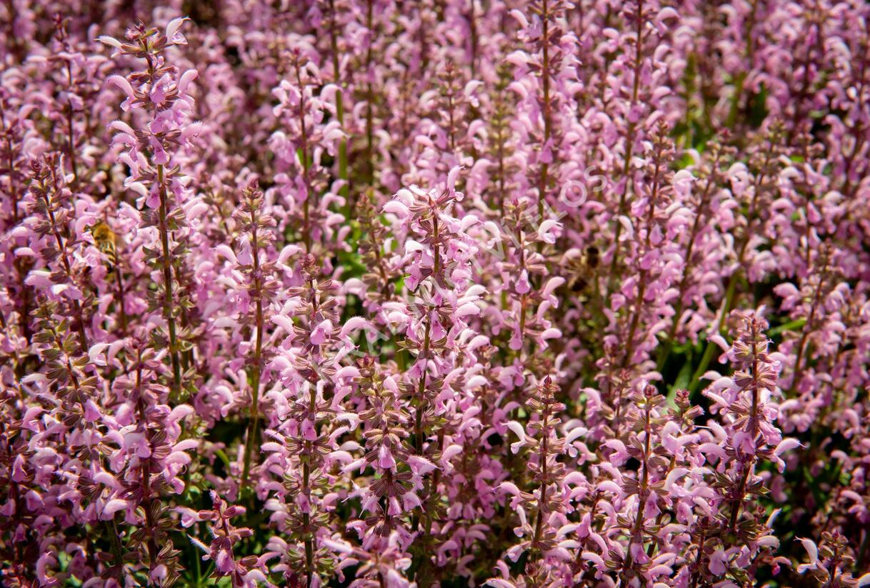 Šalvěj hajní 'Feathers Flamingo' - Salvia nemorosa 'Feathers Flamingo'