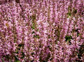Šalvěj hajní 'Feathers Flamingo' - Salvia nemorosa 'Feathers Flamingo'