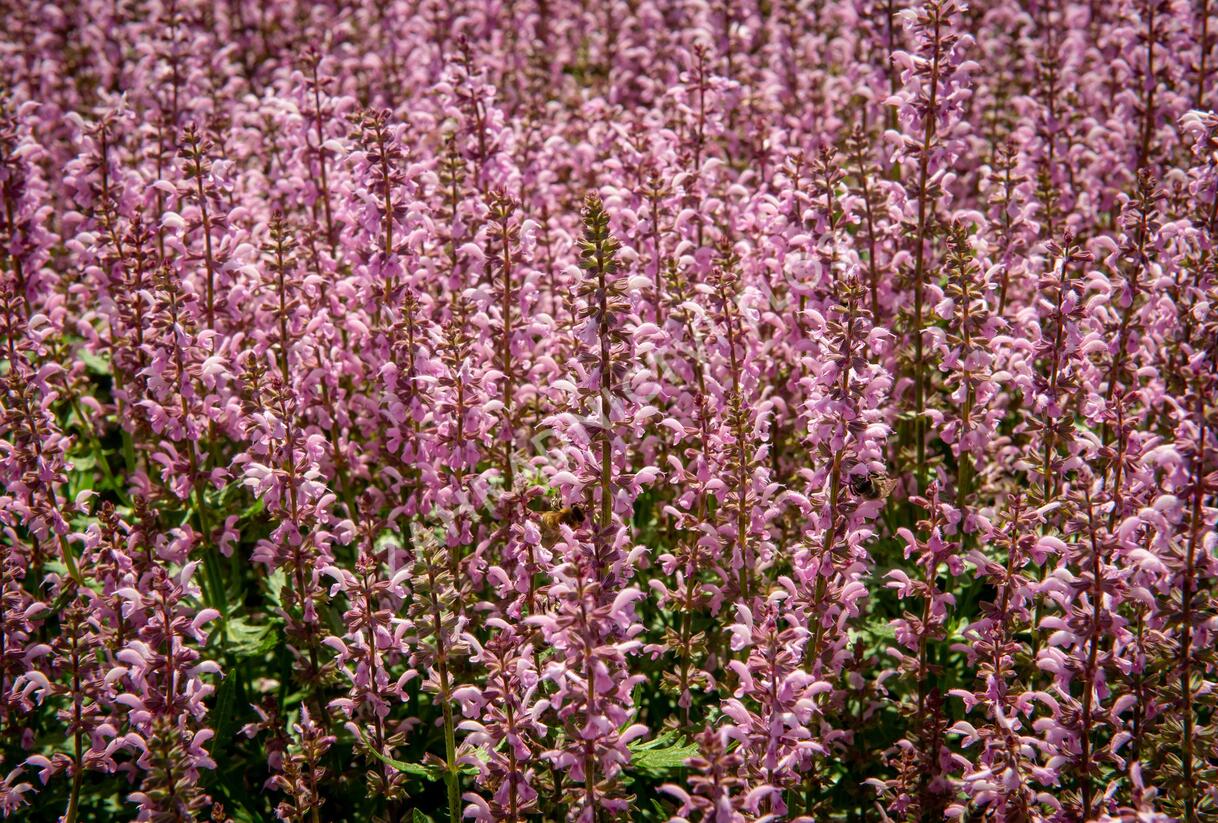 Šalvěj hajní 'Feathers Flamingo' - Salvia nemorosa 'Feathers Flamingo'