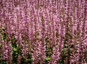 Šalvěj hajní 'Feathers Flamingo' - Salvia nemorosa 'Feathers Flamingo'