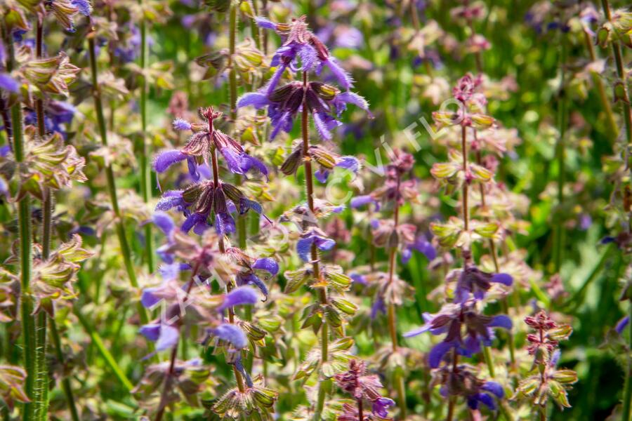 Šalvěj 'Feathers Peacock' - Salvia 'Feathers Peacock'