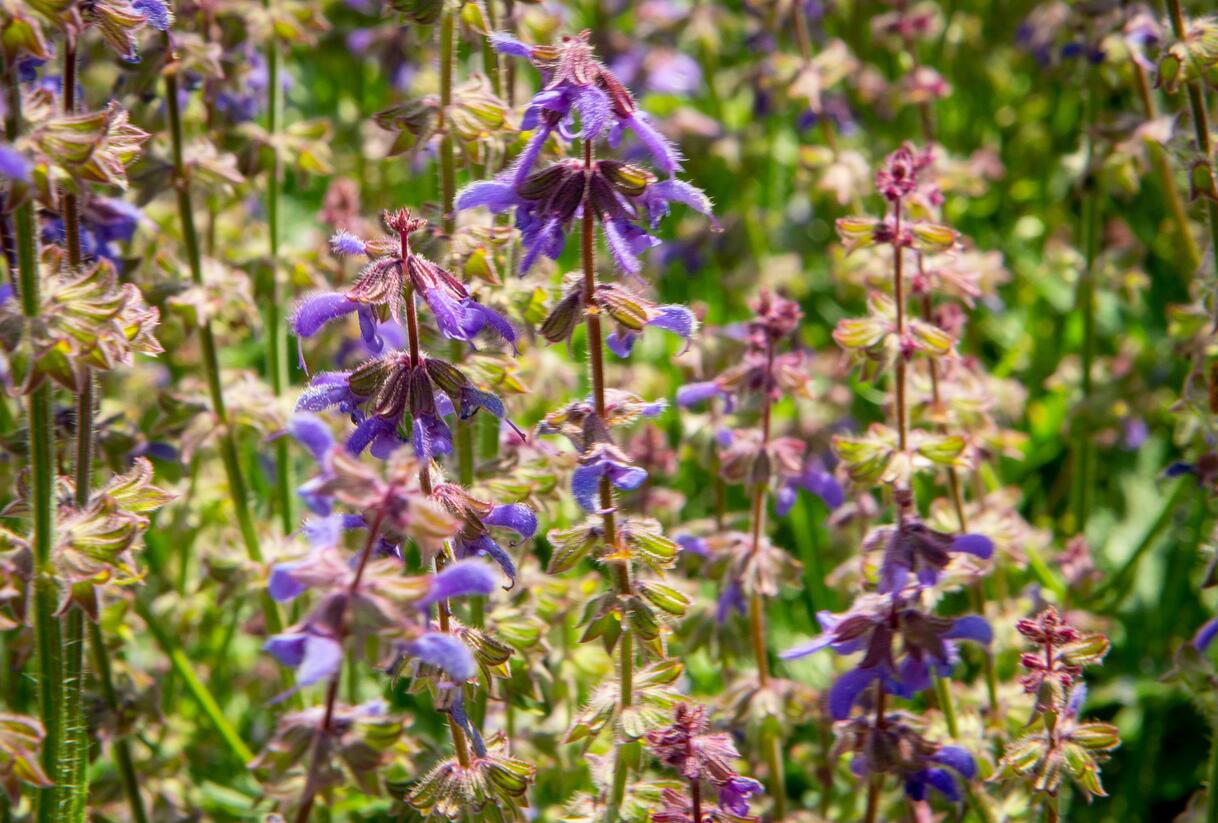 Šalvěj hajní 'Feathers Peacock' - Salvia nemorosa 'Feathers Peacock'