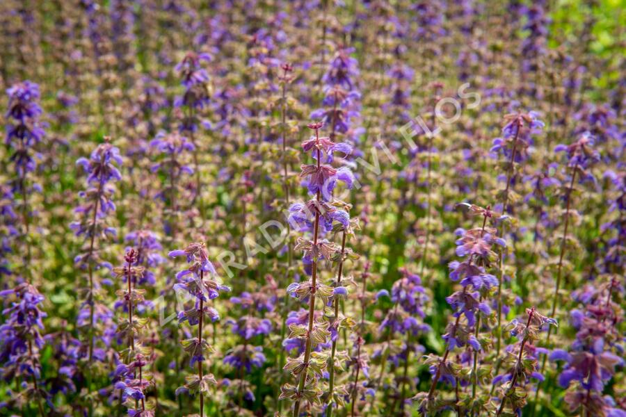 Šalvěj 'Feathers Peacock' - Salvia 'Feathers Peacock'