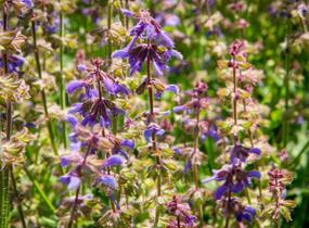 Šalvěj hajní 'Feathers Peacock' - Salvia nemorosa 'Feathers Peacock'