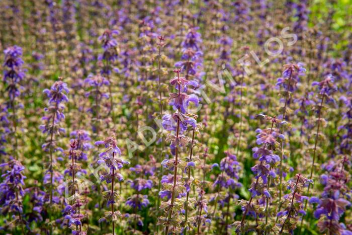 Šalvěj 'Feathers Peacock' - Salvia 'Feathers Peacock'