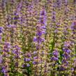 Šalvěj 'Feathers Peacock' - Salvia 'Feathers Peacock'