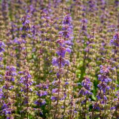 Šalvěj 'Feathers Peacock' - Salvia 'Feathers Peacock'