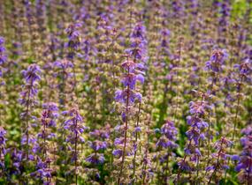Šalvěj hajní 'Feathers Peacock' - Salvia nemorosa 'Feathers Peacock'