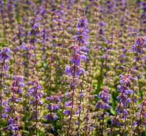Šalvěj 'Feathers Peacock' - Salvia 'Feathers Peacock'